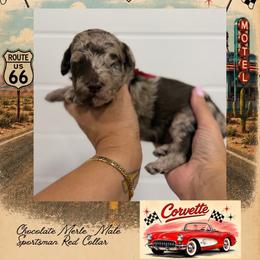 Corvette - Merle male Goldendoodle puppy in Garland, Texas from Twilight Doodles