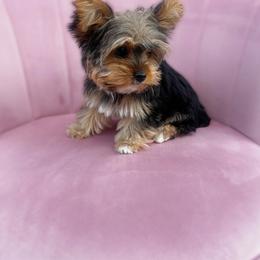 Peanut - Black and tan female Yorkshire Terrier puppy in Surprise, Arizona from Enchanted Yorkies