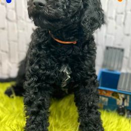 Goldendoodles from The Golden Family