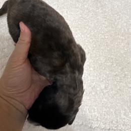 Girl 4 - Red sable female Borzoi puppy in Texas from Royal Chase Borzoi