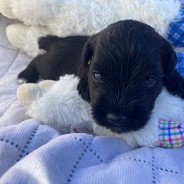 Yellow collar - see videos - Black male Miniature Schnauzer puppy in Ravensdale, Washington from Serenity Schnauzers