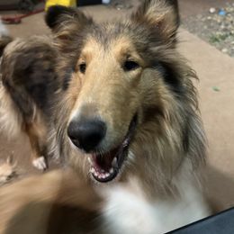 Girl - Collie