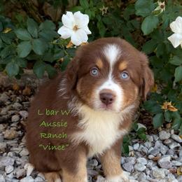 Vince - Red tri male Miniature Australian Shepherd puppy in Midway, Texas from L Bar W Aussie Ranch