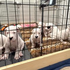 Black - White male Dogo Argentino puppy in Bayview, Texas from Casa de la Bahia