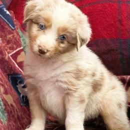 Camille - Red merle female Australian Shepherd puppy in Boise, Idaho from Black Canyon Corral Aussies