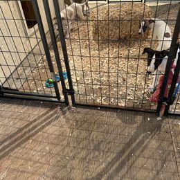 Whippet Puppies from Sonsteby