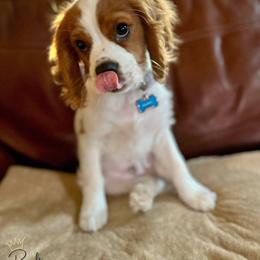 Cavalier King Charles Spaniel Puppies from Royalton Cavaliers