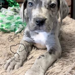 Nox - Merle male Great Dane puppy in Barberton, Ohio from Guilty Pleasure Great Danes