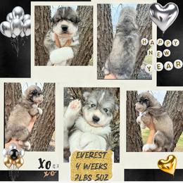 Everest - Gray and white male Siberian Husky puppy in Florence, Kentucky from Moonlight Howl Huskies