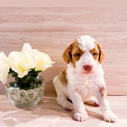 Clementine - Parti female Goldendoodle puppy in Kissimmee, Florida from Poodle Doodle Kennels