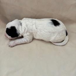 Goose - White and black male Bordoodle puppy in Indianapolis, Indiana from Indiana Bordoodles