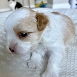 Boy Parti - White and tan male Morkie puppy in Alpharetta, Georgia from Morkies of Milton