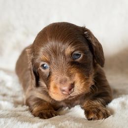 Long Hair Chocolate and Tan - Chocolate and tan male Dachshund puppy in Harmony, North Carolina from Schuster Haus