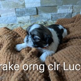 Drake - Black gold and white male Shih Tzu puppy in Clyde, North Carolina from Shawgo Pups