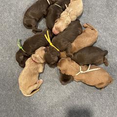 Green - Brown male Irish Doodle puppy in Surprise, Arizona from Huckleberry Doodles