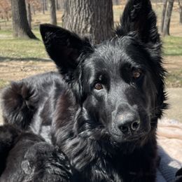 Ninja - German Shepherd