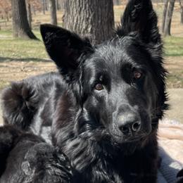Ninja - German Shepherd