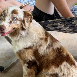 Max - Australian Shepherd