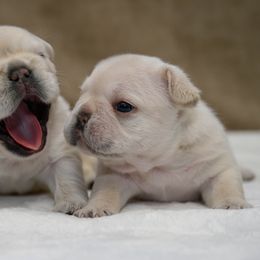 American Bully and French Bulldog Puppies from Obduro Bullies and Frenchies