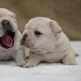 American Bully and French Bulldog Puppies from Obduro Bullies and Frenchies