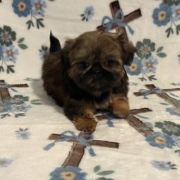 Imperial Boy 1 - Gold male Shih Tzu puppy in Shawnee, Oklahoma from Black Velvet Shih Tzu