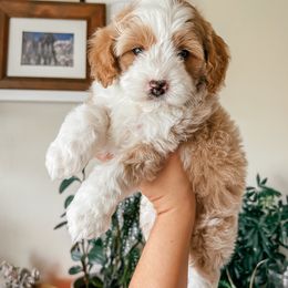 Bichon Frise and Cockapoo Puppies from The Perks of Pups