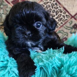 Shih Tzus from Darla's Shih Tzus