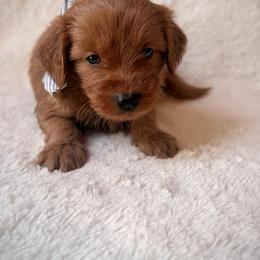 Phoenix - Red  female Goldendoodle puppy in Ogden, Utah from Abby Chaffee