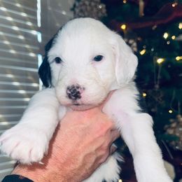 Green collar - Merle male Sheepadoodle puppy in Mesa, Arizona from Desert Sheepies and Doodles