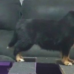 Miniature American Shepherd and Miniature Australian Shepherd Puppies from Rusty Rose Mini Aussies and Mini American Shepherds