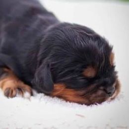 Rocket man - Black and tan male Cavalier King Charles Spaniel puppy in Saint Augustine, Florida from STARGAZER CAVALIERS