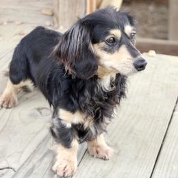 Clyde - Dachshund