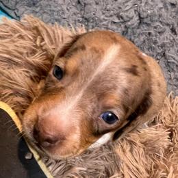 Dennis - Dapple male Dachshund puppy in Bigfork, Minnesota from Dachshunds Up North