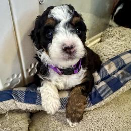Flower Moon - Tri-color female Bernedoodle puppy in Henrico, Virginia from Paws 4 Doodles, LLC