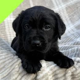 Green - Black male Labrador Retriever puppy in Wilson’s, Virginia from Cedar Hill Farm Labradors