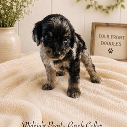 Midnight Pearl - Blue merle female Bernedoodle puppy in Thornville, Ohio from Four Front Doodles & Friends