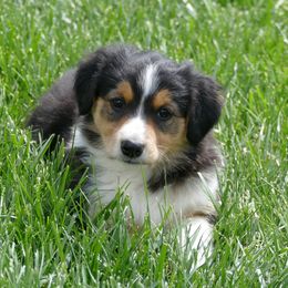 English Shepherd Puppies from Oerly's English Shepherds