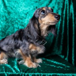 Mali - Dachshund