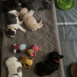 French Bulldog Puppies from Lafayette Bulldogs