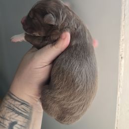 Red girl 2 - Red and white female Siberian Husky puppy in East Otto, New York from Howling Huskies
