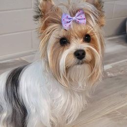 Luna - Yorkshire Terrier