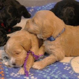 Australian Labradoodle Puppies from EllsWORTH Labradoodles LLC