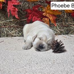 Phoebe boy 1 - Light golden male Golden Retriever puppy in Niles, Michigan from Christiana Creek Goldens