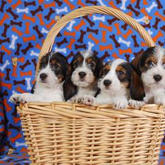 Petit Basset Griffon Vendéen Puppies from Patti Whitlock