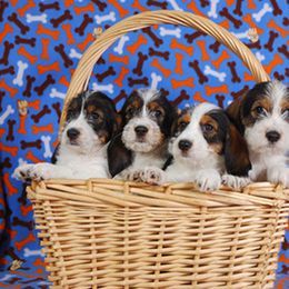 Petit Basset Griffon Vendéen Puppies from Patti Whitlock