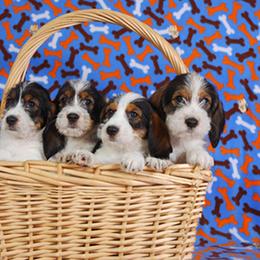 Petit Basset Griffon Vendéen Puppies from Patti Whitlock