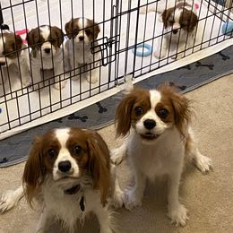 Cavalier King Charles Spaniel Puppies from Cavalier Castle