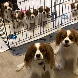 Cavalier King Charles Spaniel Puppies from Cavalier Castle