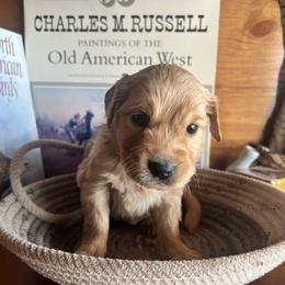 Red - Golden male Golden Retriever puppy in Leadore, Idaho from Gunsight Goldens