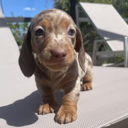 Ladybug - Chocolate and tan female Dachshund puppy in Venice, Florida from JD’s Weiner-Wonderland